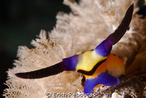 Longhorn Nembrotha by Erich Reboucas 